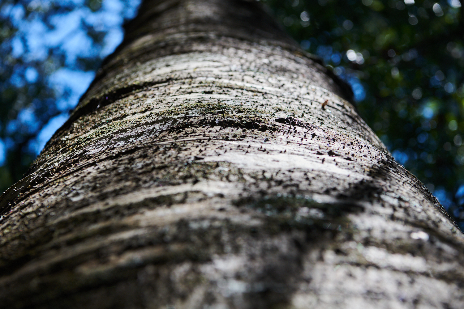 Setting the Record Straight on Carbon Sequestration in Managed Native Forests