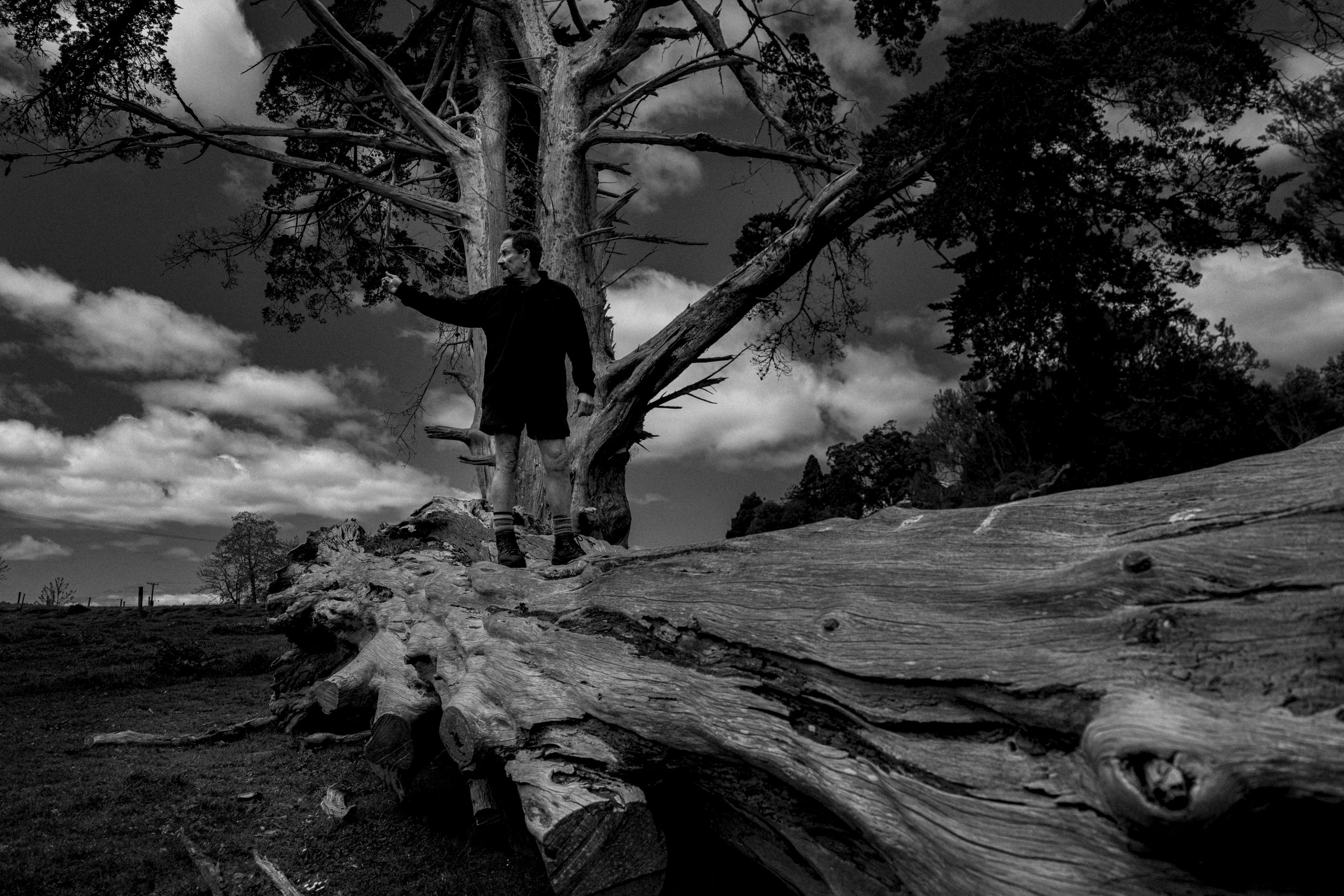 Near-to-Nature Forestry in Practice: Case Studies