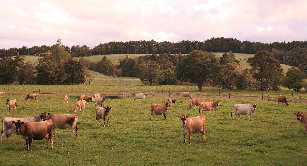 Finding [head]space and time for two million more hectares of native forest – it’s a mindset thing!