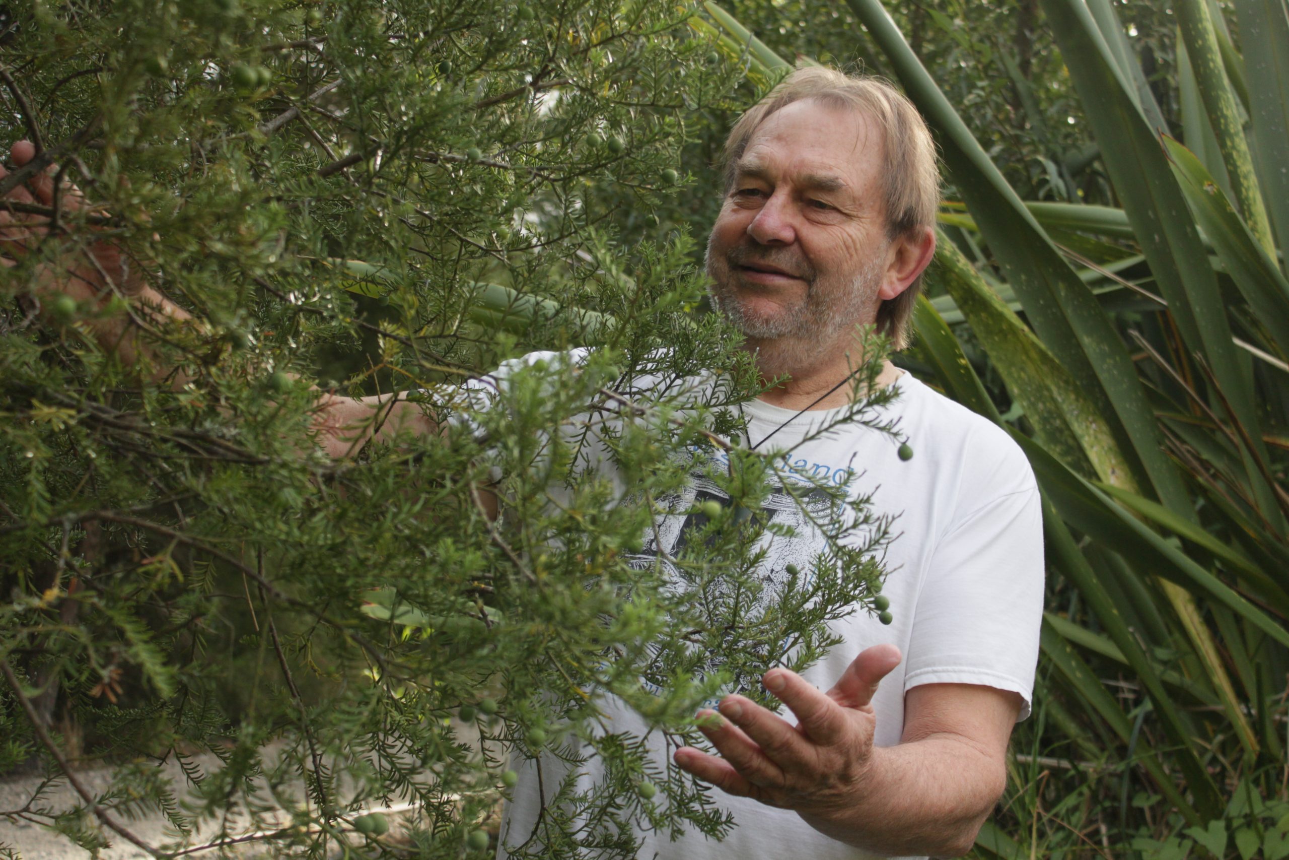Kia kaha, Born-again Ōtautahi Forest!