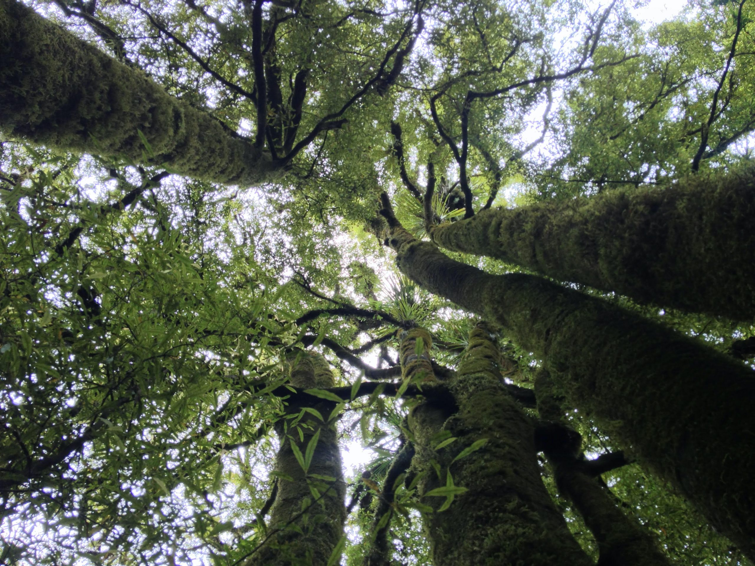 Native Trees and Professional Foresters