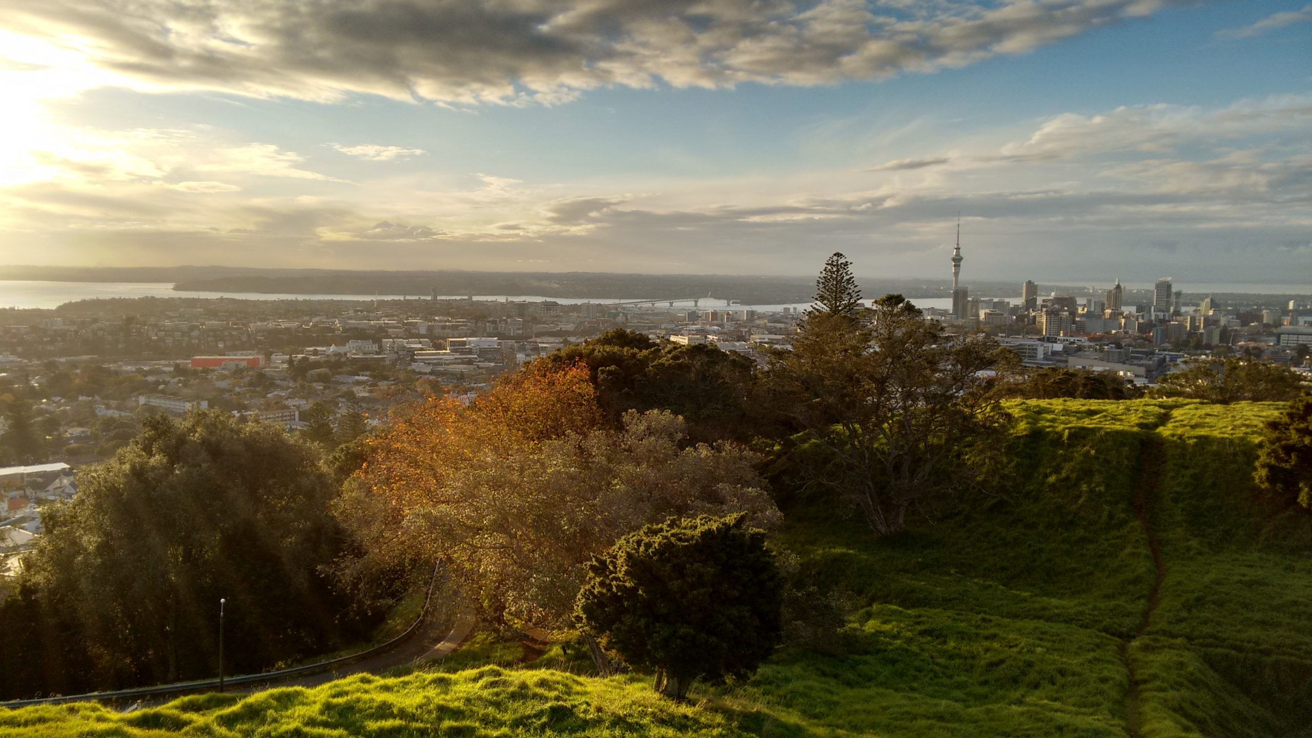 Urban Trees and the Auckland Ngahere Strategy