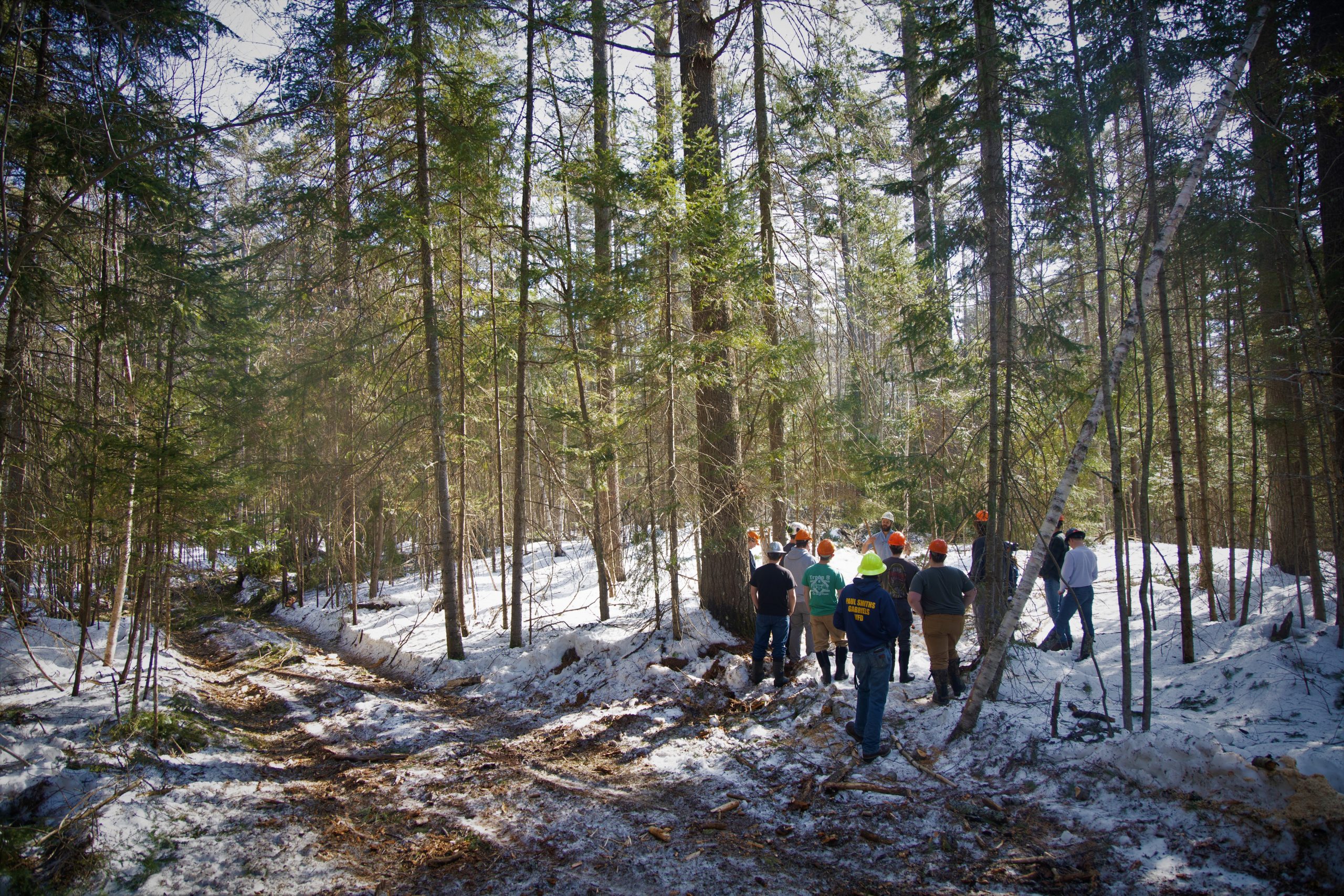 Big Read: Catalyzing Investment in Native Forests and World-Class Forestry in Aotearoa New Zealand