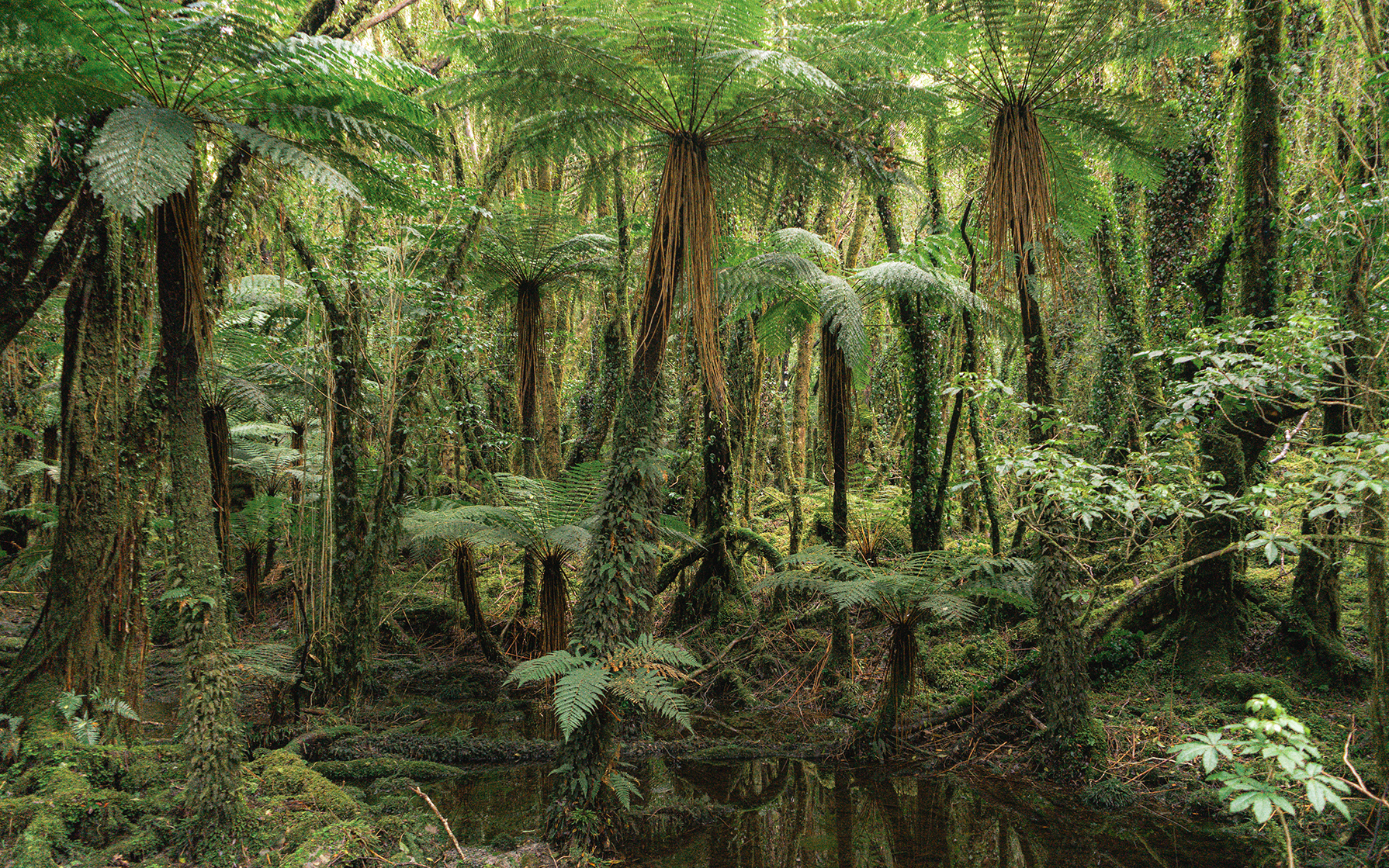 The Conservation Estate