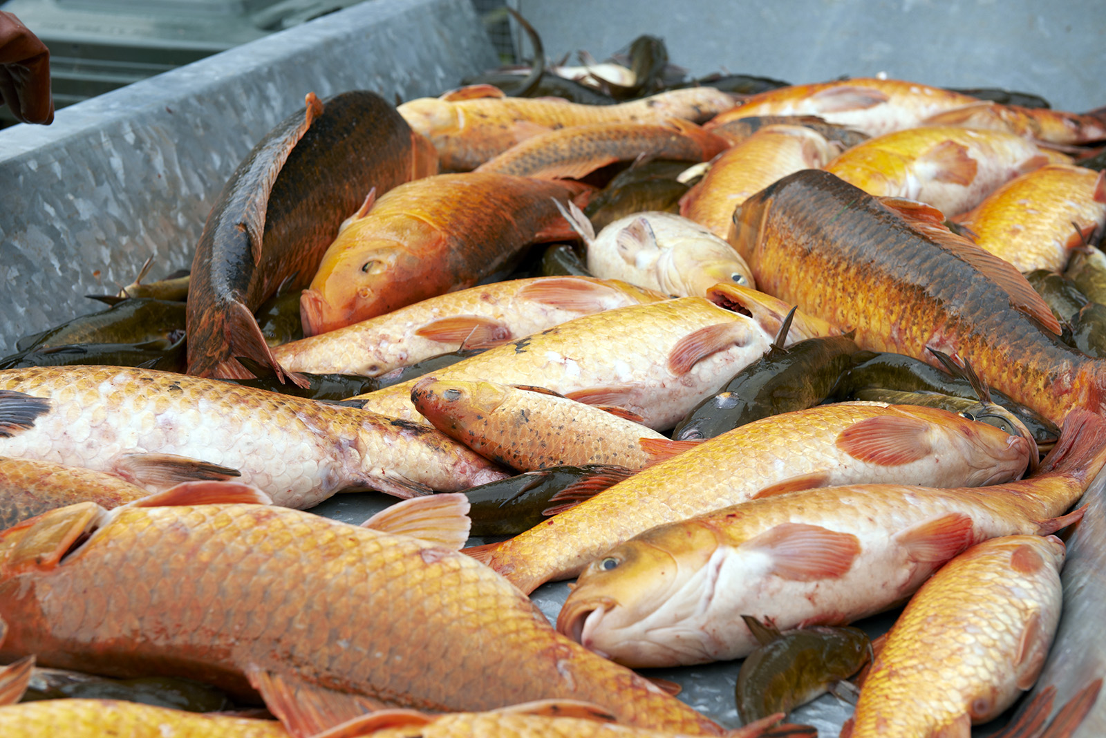 Beware the orange one